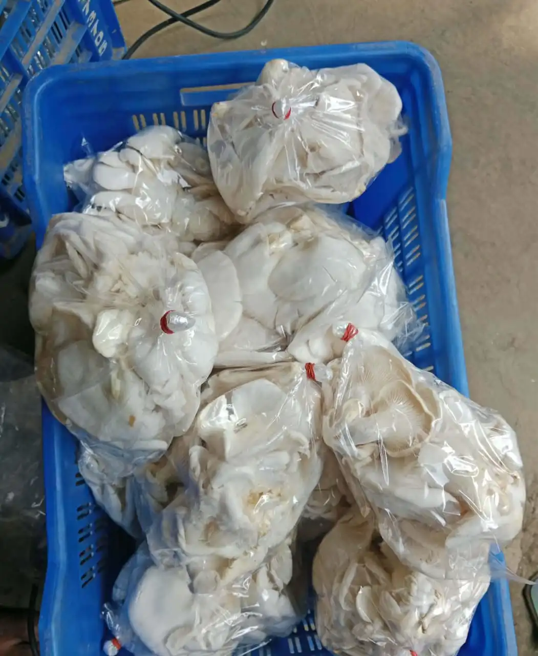 সম্পূর্ণ বিষমুক্ত চাষ