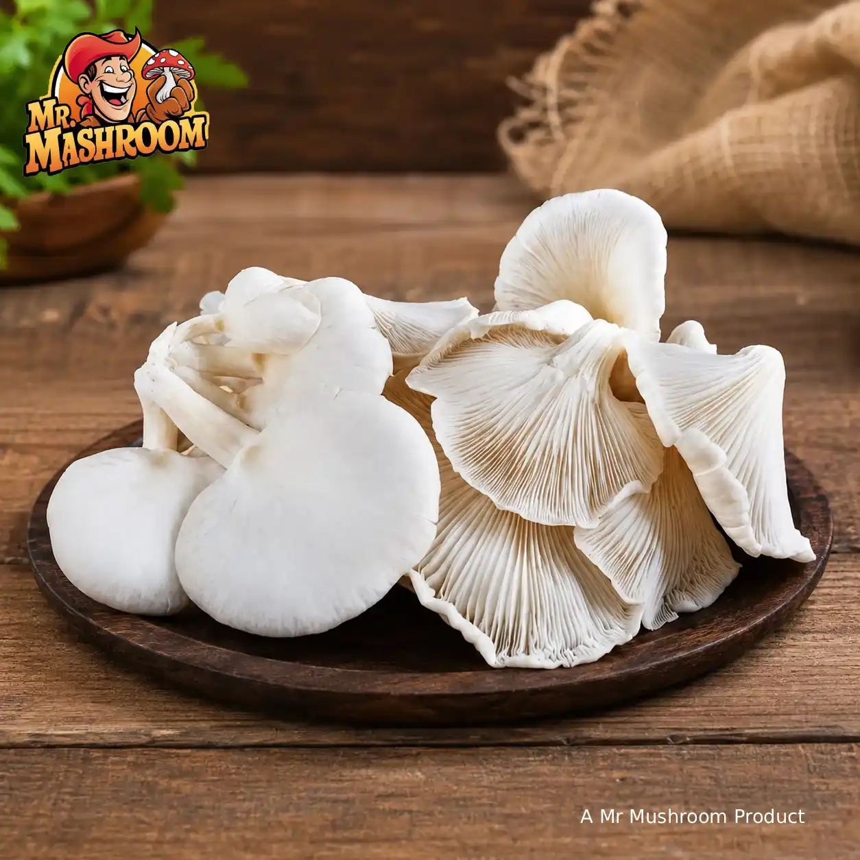 Fresh Premium Oyster Mushroom